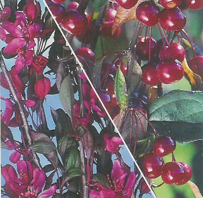 DELIVERED SEPTEMBER 2022 Royal Beauty Weeping Crab Apple Tree (Malus 'Royal Beauty') Supplied 1.25 - 1.75 m 12L Pot, 2-3 years old, CLAY TOLERANT + ATTRACTS WILDLIFE **FREE UK MAINLAND DELIVERY + FREE 100% TREE WARRANTY**